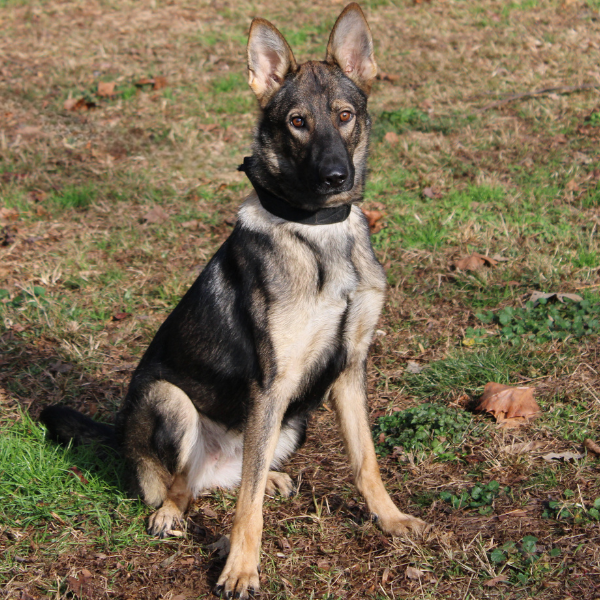 Light colored female german shepherd sitting