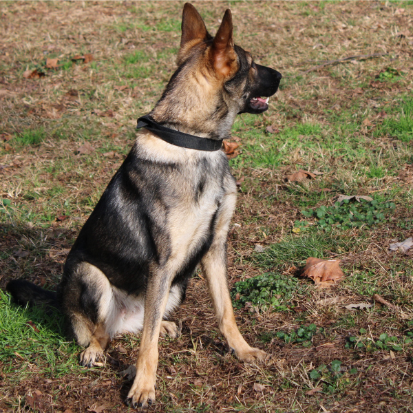 Single purpose female germand shepherd sitting looking away