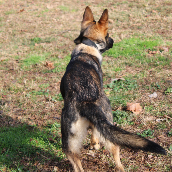 Female german shepherd standing, looking away
