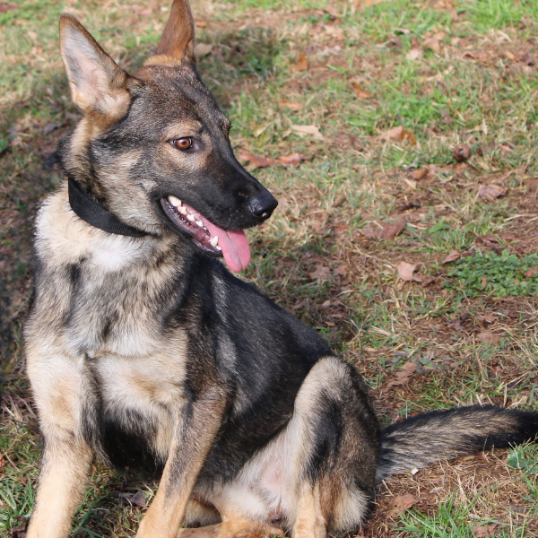 Gray and white german shepherd sitting