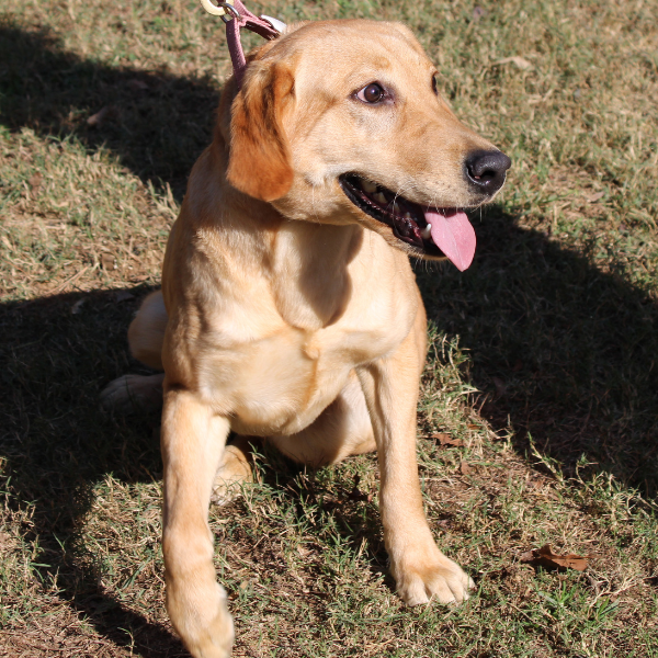 Female yellow labrador retriever sitting