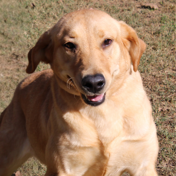 Female yellow labrador retriever face