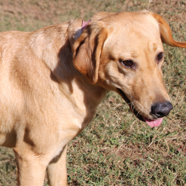 Female yellow lab right side of shoulders and head