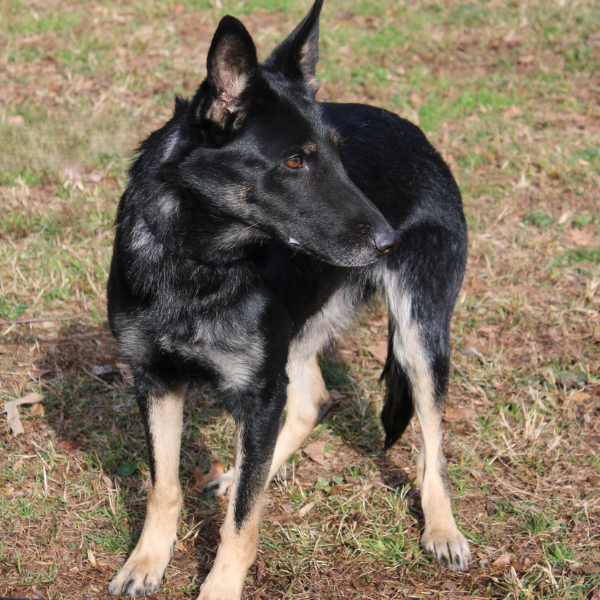 Black and tan german shepherd