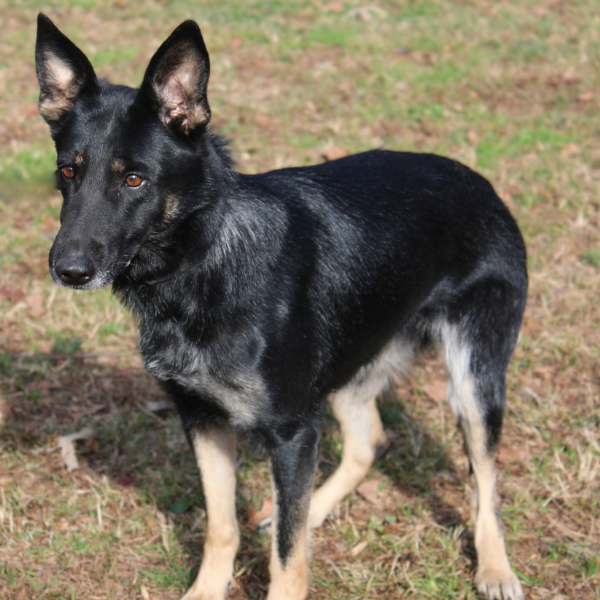 Black and tan german shepherd
