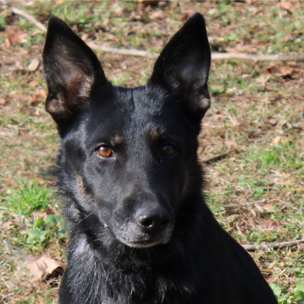 Black german shepherd head