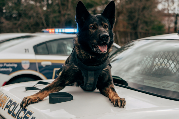 Police K9 laying down on a police car.