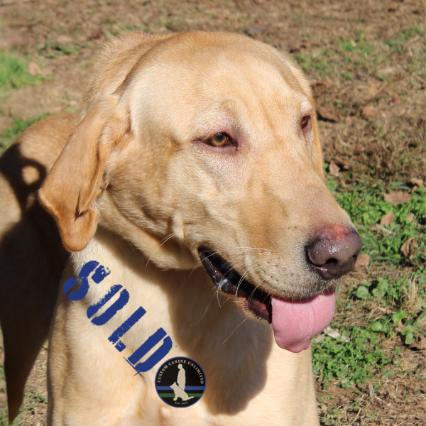 Labrador Retriever