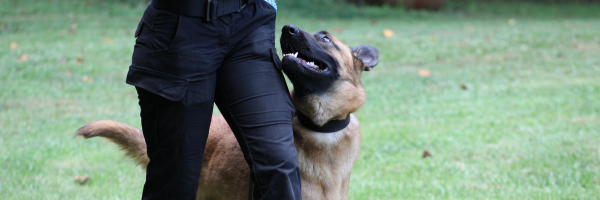 Belgian Malinois heeling next to his trainer