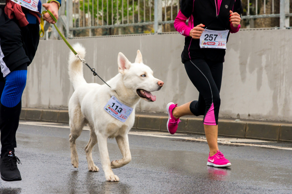 White Husky Mix running with his owner
