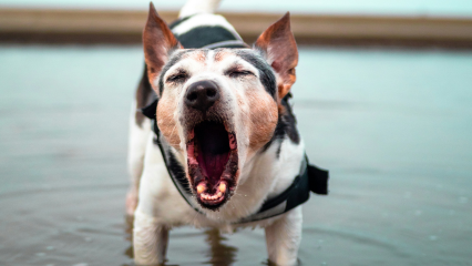 Dog barking outside getting training to stop barking