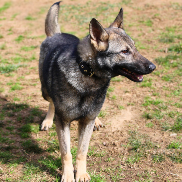 Side profile of a german shepherd standing in a field