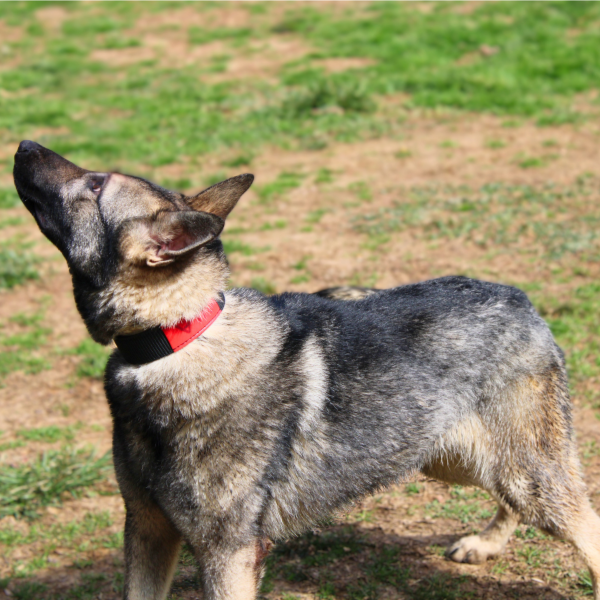 Side profile of german shepherd in a grassy field
