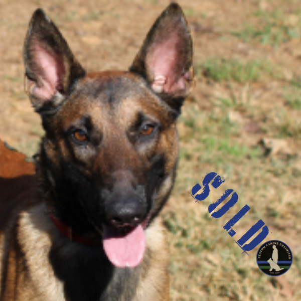 Dual Purpose Belgian Malinois