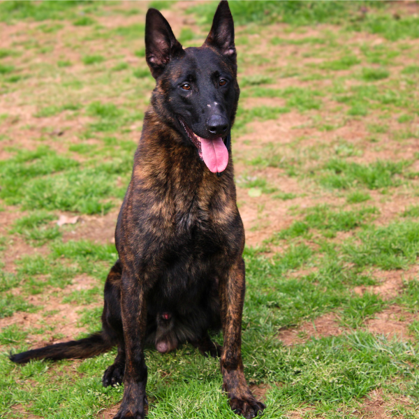 Dutch Shepherd Sitting in a field