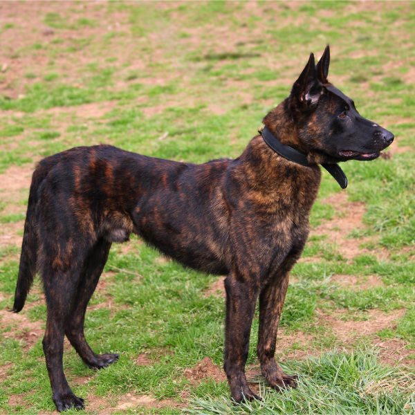 Dutch Shepherd Standing in a field from the side