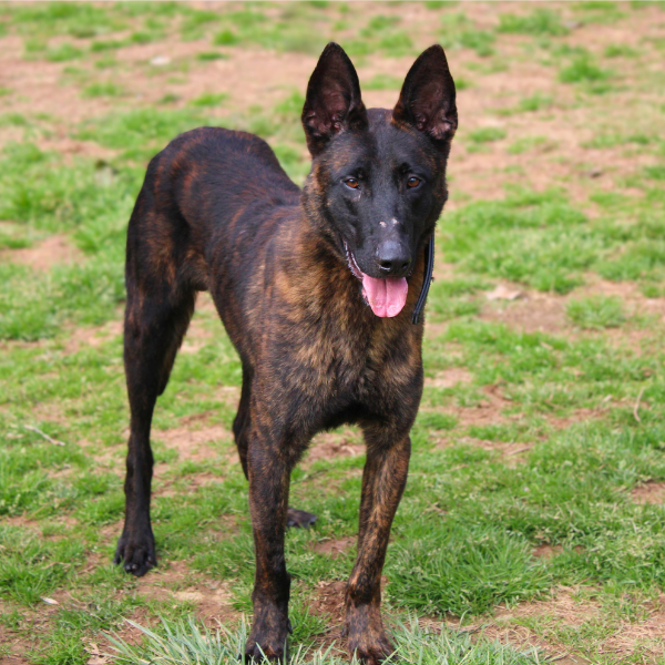Dutch Shepherd Standing in a field