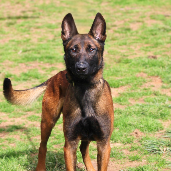 Working dog for sale: Belgian Malinois standing in a grassy field on a bright day.
