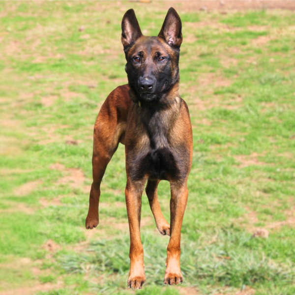 Belgian Malinois Kane standing in a field on a sunny day