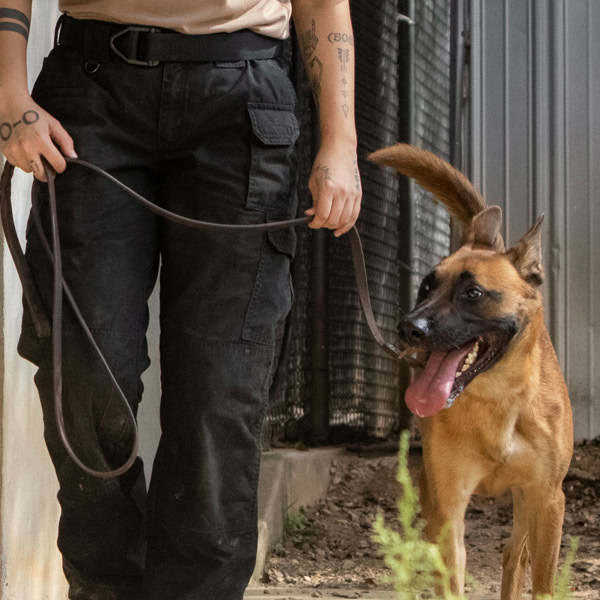 Handler walking blonde belgian malinois dog