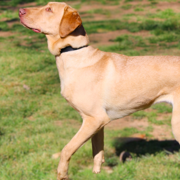 Yellow Labrador Retriever standing in a grassy field looking into the trees