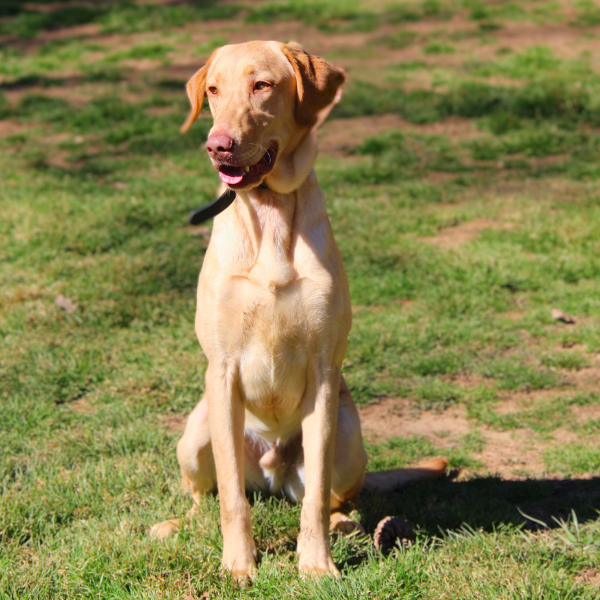 Yellow Lab following a bird with his eyes in a grassy field