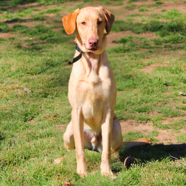 Working dog for sale: Yellow Labrador Retriever sitting in a grassy field