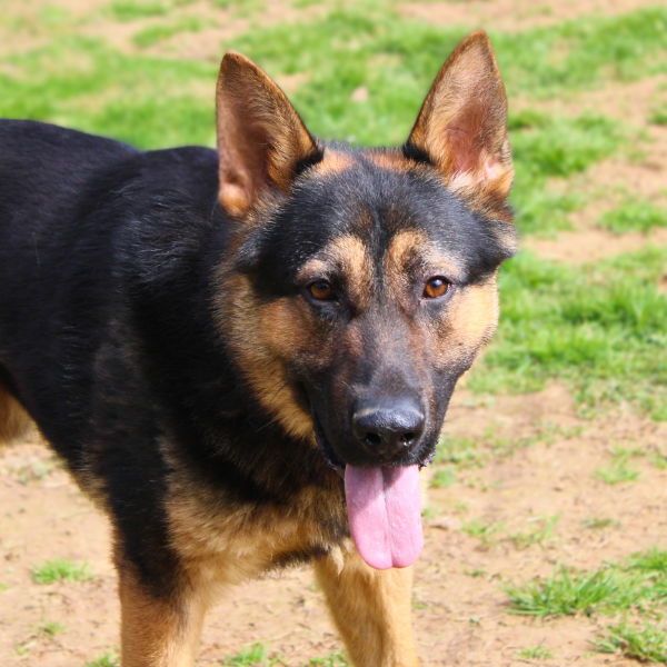 German Shepherd close up
