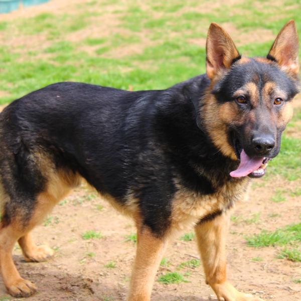 German Shepherd standing in a grassy field