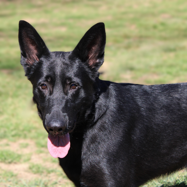 Working dog for sale: Black German Shepherd standing in a grassy field