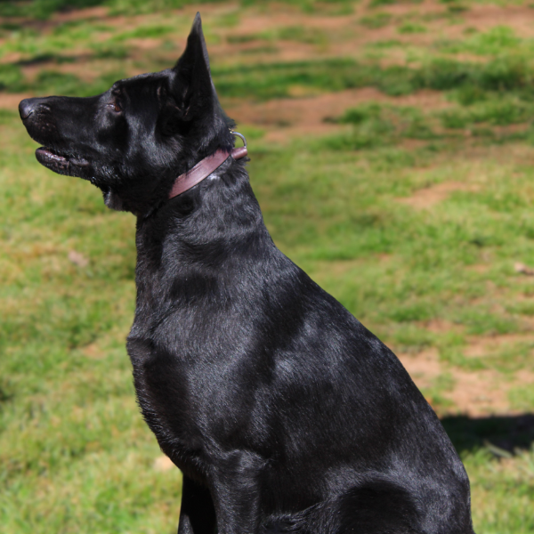 Side Profile of Black German Shepherd in a grassy field on a sunny day