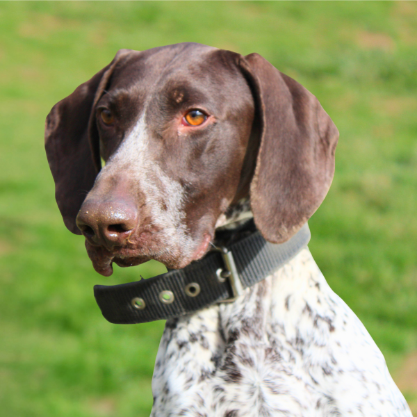 German Shorthaired Pointer in a grassy field with a close up focus