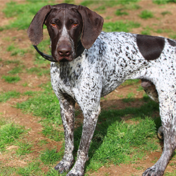 German Shorthaired Pointer in a grassy field with his full body in the frame