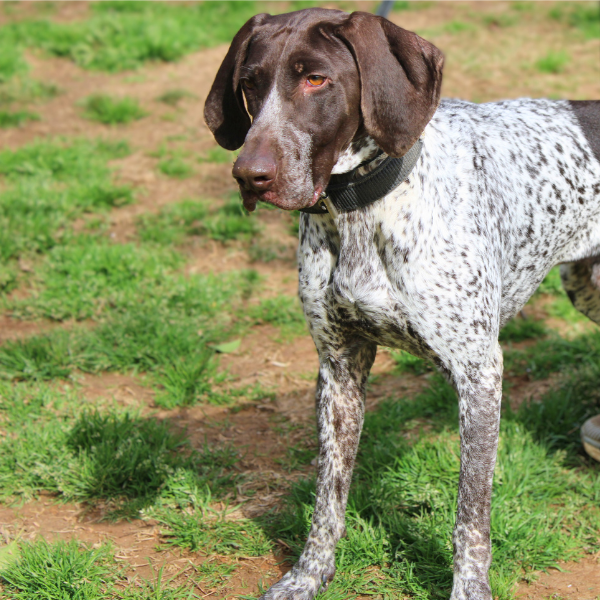 side profile of German Shorthaired Pointer in a grassy field