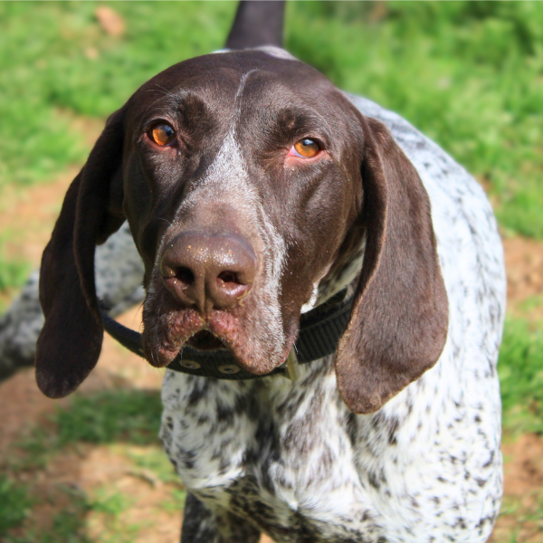 German Shorthaired Pointer in a grassy field showing his head close up