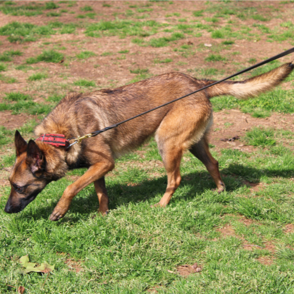 Belgian Malinois searching a field