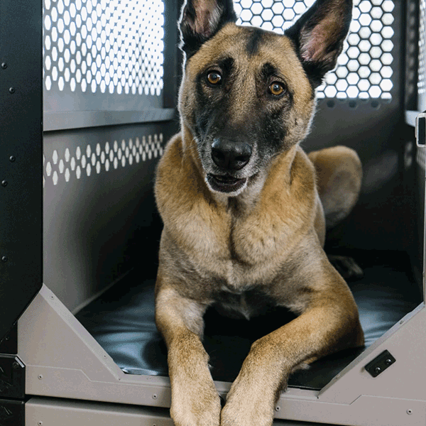 Dog inside crate laying on Rock Creek Crates Primo Comfort Pad