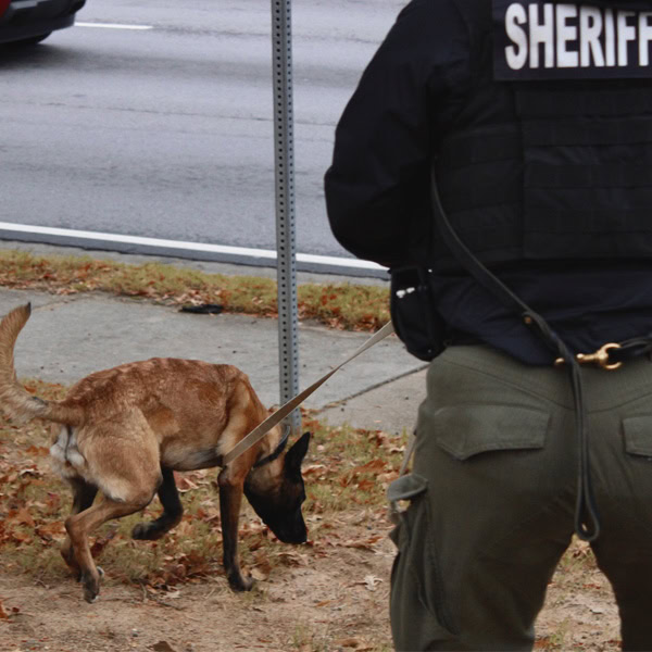 Belgian Malinois tracking near a the street and a sign with a handler in a black vest.