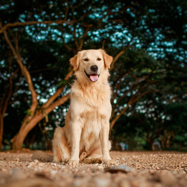 golden retriever sitting in a field with a tree behind him