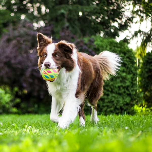 Border collie running in a grassy field with his toy