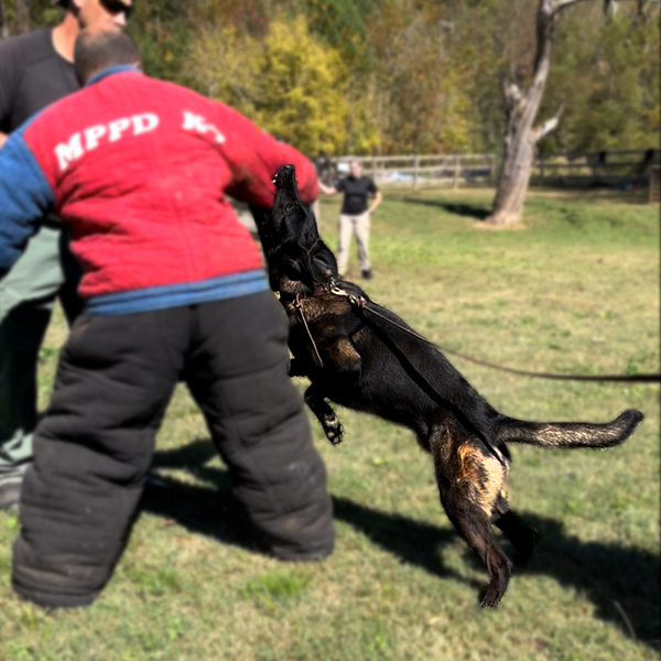 Patrol K9 holding a suspect