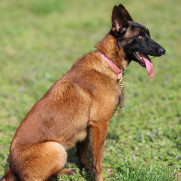 Working dog for sale: Side profile of belgian malinois outside