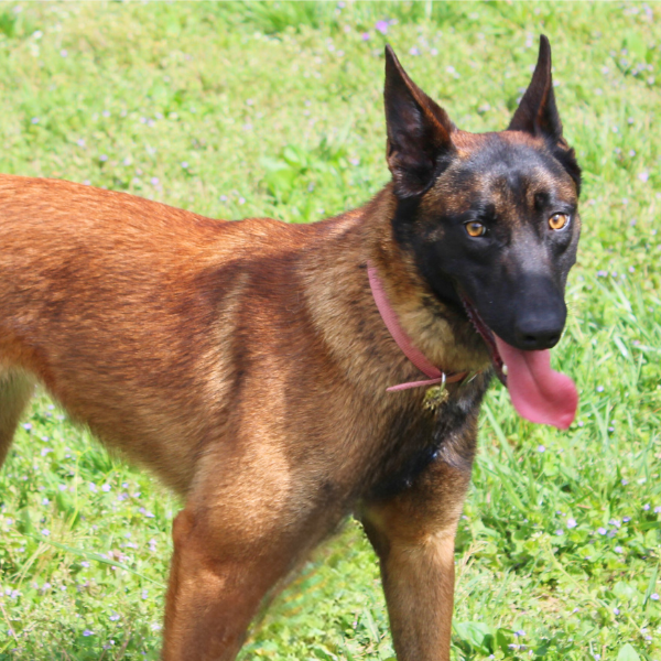 Belgian Malinois standing in grass field