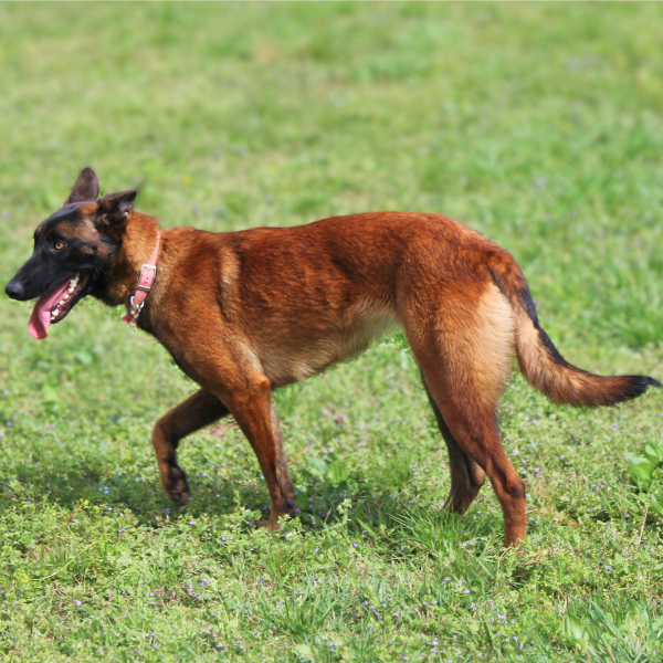 Belgian Malinois walking in grassy field