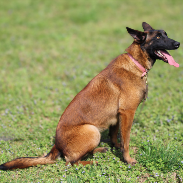 Belgian Malinois sitting outside