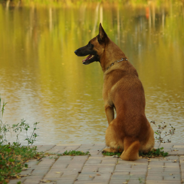 Belgian Malinois sitting outside in a field near water