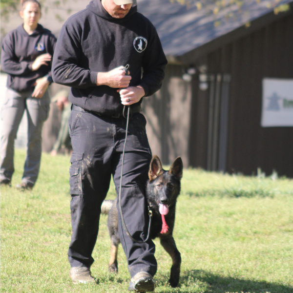 Puppy German Shepherd walking in a heel next to her trainer