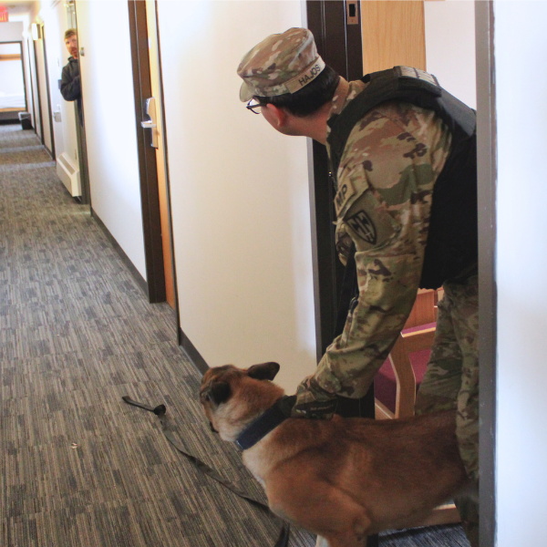 MWD Handler holding his MWD back during suspect apprehension attempt