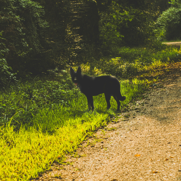 Black German Shepherd on a Hike Outside in the Trees