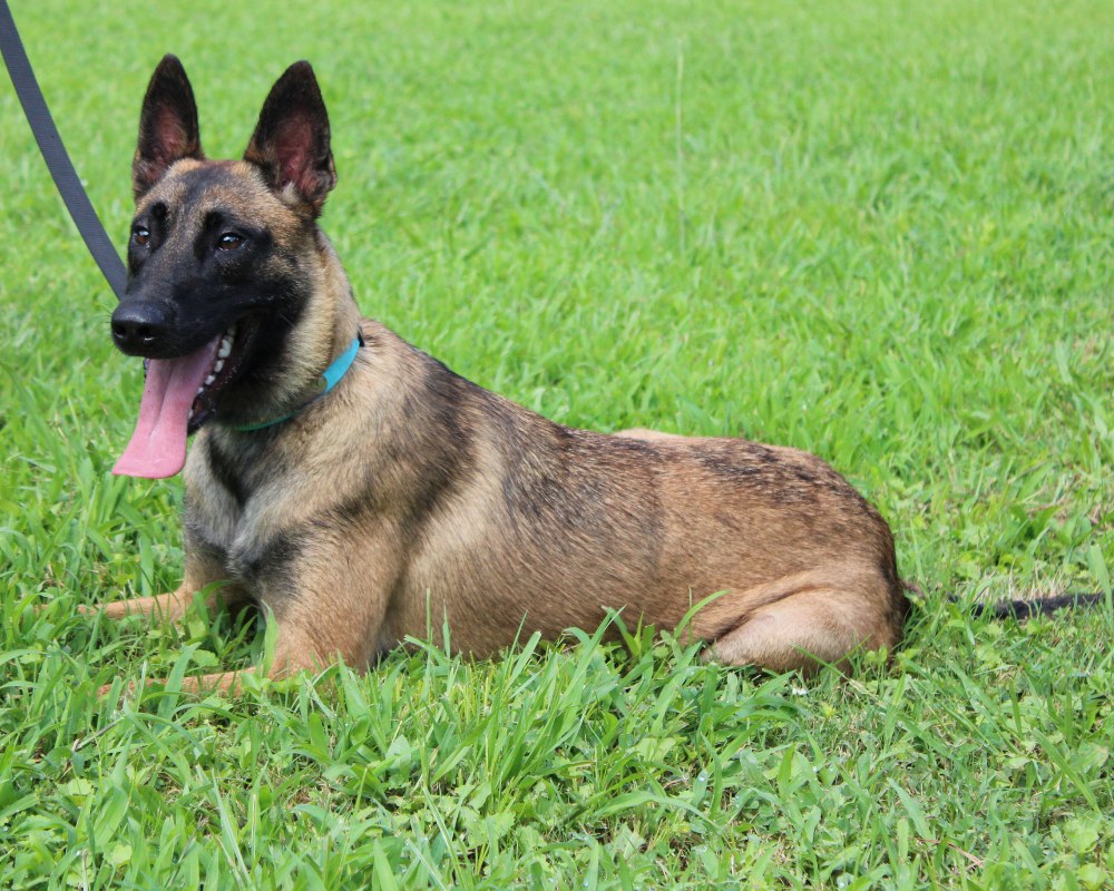 Belgian Malinois in a down in field